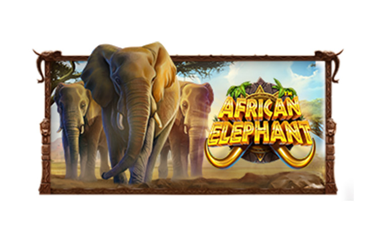 African Elephant